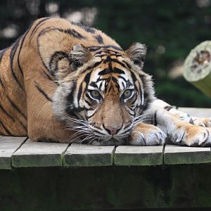 Sumatran Tiger, August 2020