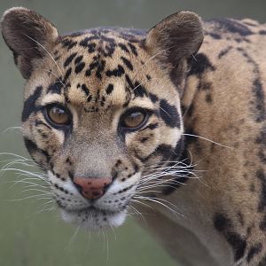 Clouded Leopard, August 2020