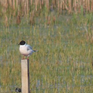 little gull (Hydrocoloeus minutus)