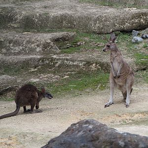 Parma wallaby (Macropus parma) and Eastern grey kangaroo (Macropus giganteus), 2020-06-28