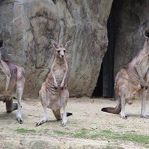 Eastern grey kangaroos (Macropus giganteus), 2020-06-28