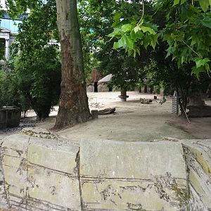 Eastern grey kangaroo and Parma wallaby paddock 2020-06-28