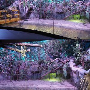 American alligator, Branderhorst's snapping turtle and green and black iguana exhibit, 2020-06-28