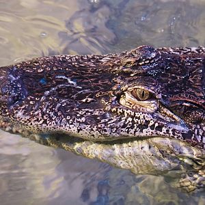 American alligator (Alligator mississippiensis), 2020-06-28
