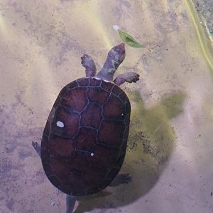 Branderhorst´s snapping turtle (Elseya branderhorsti), 2020-06-28