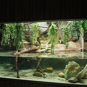 African mud turtle and Sailfin lizard vivarium, 2020-06-28