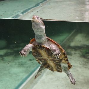 African keeled mud turtle (Pelusios carinatus), 2020-06-28