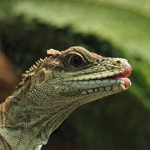 Hybrid Sailfin lizard (Hydrosaurus species), 2020-06-28