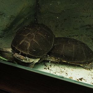 Central African mud turtles (Pelusios chapini), 2020-06-28