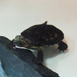 Juvenile Central African mud turtle (Pelusios chapini), 2020-06-28