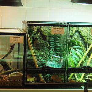 Terrariums in the Reptile house nursery/breeding room, 2020-06-28