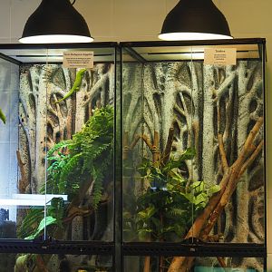Terrariums in the Reptile house nursery/breeding room, 2020-06-28