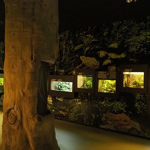 Amphibian and gecko terraria in the Reptile house, 2020-06-28