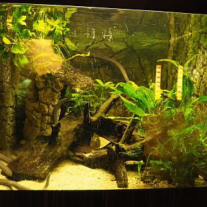 Rio Cauca caecilian (Typhlonectes natans) aquarium, 2020-06-28