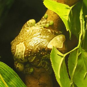 Mission golden-eyed tree frog or Amazon milk frog (Trachycephalus resinifictrix), 2020-06-28