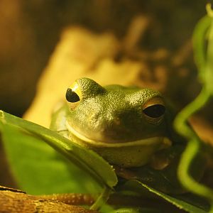 White-lipped tree frog (Nyctimystes infrafrenatus), 2020-06-28
