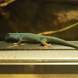 William's electric blue gecko (Lygodactylus williamsi), 2020-06-28