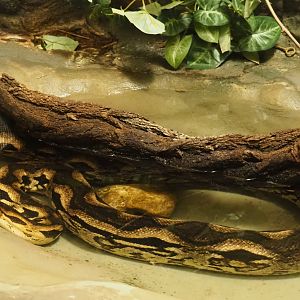 Malagasy ground boa (Acrantophis madagascariensis) in the pool, 2020-06-28