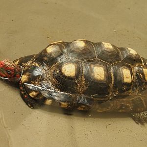 Red-footed tortoise (Chelonoidis carbonarius) in the pool, 2020-06-28