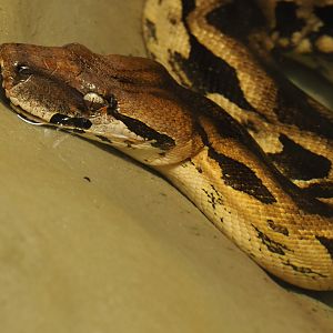 Malagasy ground boa (Acrantophis madagascariensis), 2020-06-28