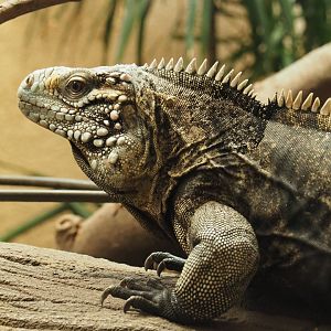 Cuban iguana (Cyclura nubila nubila), 2020-06-28