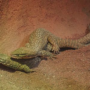 Mating Spiny-tailed monitors (Varanus acanthurus), 2020-06-28
