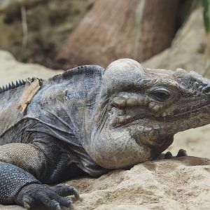 Hispaniolan rhinoceros iguana (Cyclura cornuta cornuta), 2020-06-28