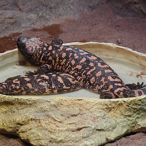Rub-A-Dub-Dub, Gila monsters in the tub, 2020-06-28
