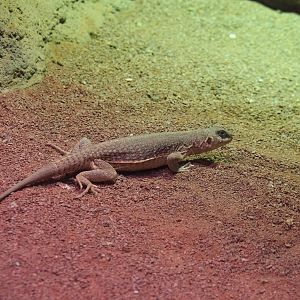 Desert iguana (Dipsosaurus dorsalis), 2020-06-28