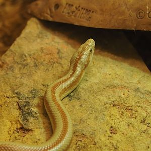 Baja rosy boa (Lichanura trivirgata saslowi), 2020-06-28