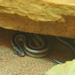 Baja rosy boa (Lichanura trivirgata saslowi), 2020-06-28