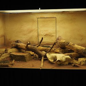 Western diamondback rattlesnake terrarium, 2020-06-28