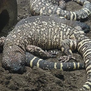Rio Fuerte beaded lizard (Heloderma horridum exasperatum), 2020-06-28