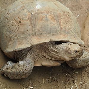 African spurred tortoise (Centrochelys sulcata), 2020-06-28