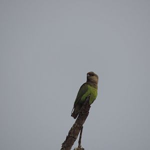brown-headed parrot (Poicephalus cryptoxanthus)