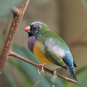 Gouldian finch (Chloebia gouldiae), 2020-06-28