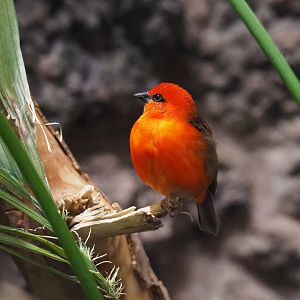 Madagascar fody (Foudia madagascariensis), 2020-06-28