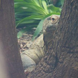 New Komodo dragon Pintar (Varanus komodoensis), 2020-06-28