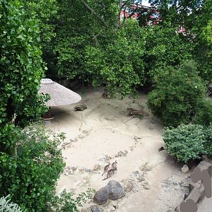 Eastern grey kangaroo and Parma wallaby paddock, seen from the porch of the Reptile house, 2020-06-28