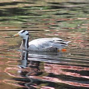 Bar-headed goose