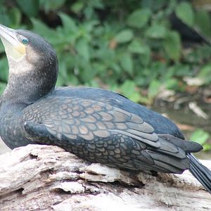 Greater cormorant