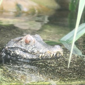 Cuvier's dwarf caiman