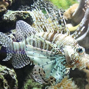Lionfish