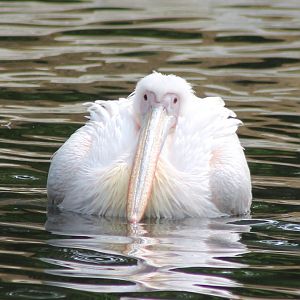 Great white pelican