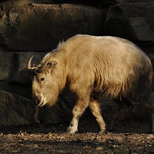 Golden takin (Budorcas taxicolor bedfordi)