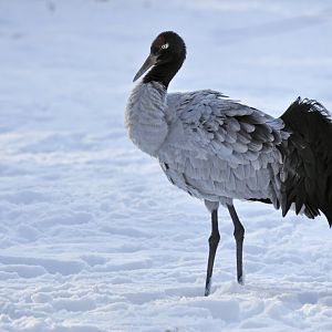 Black-necked crane (Grus nigircollis)