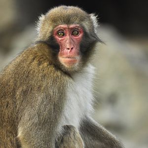 Japanese macaque (Macaca fuscata)