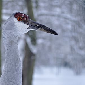 Sandhill crane (Antigone canadensis)