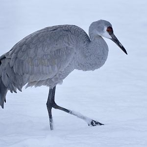 Sandhill crane (Antigone canadensis)