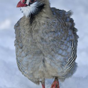 Arabian partridge (Alectoris melanocephala)
